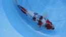 [#1317P25] Dainichi Tosai Showa [30cm]