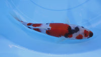 [#2293P25] Dainichi Tosai Showa [26cm]