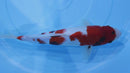[#2289P25] Dainichi Tosai Showa [34cm]