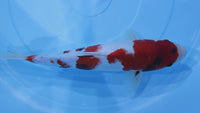 [#2289P25] Dainichi Tosai Showa [34cm]