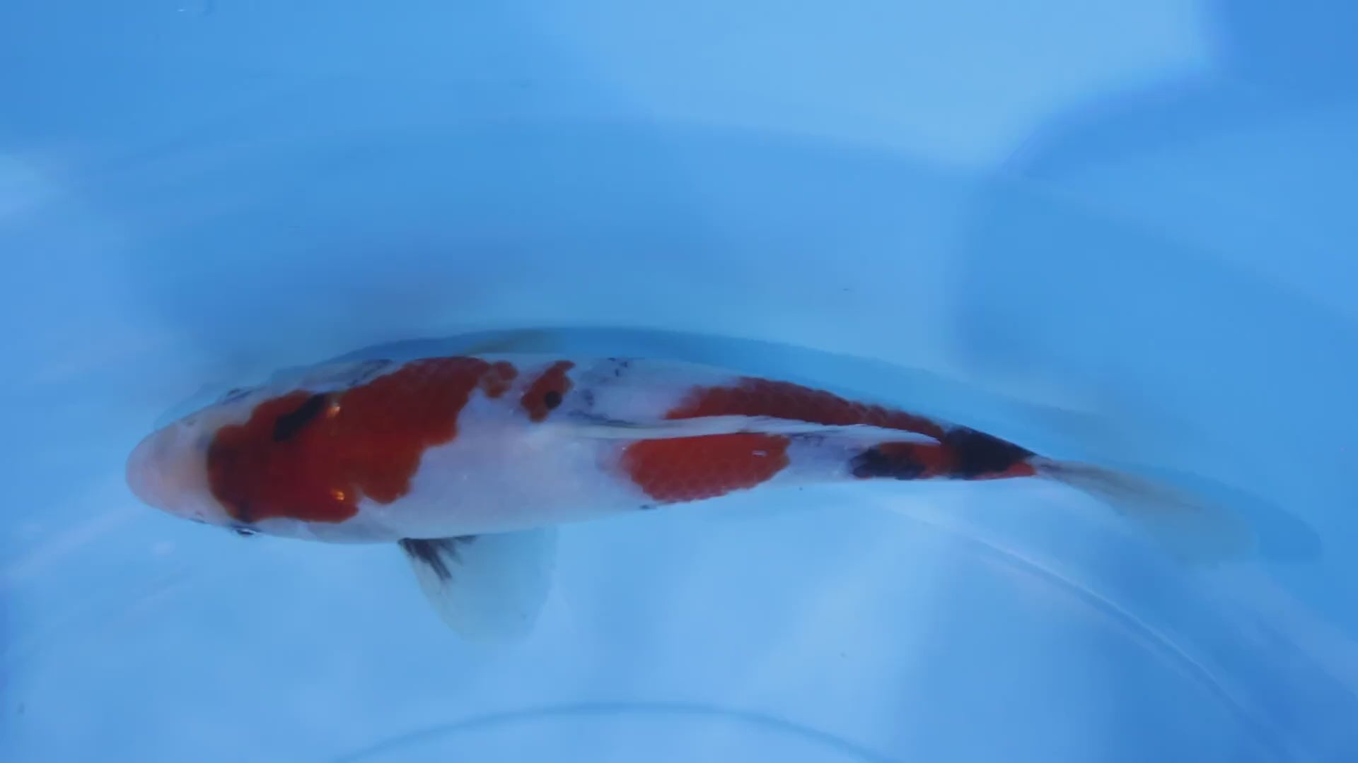 [#2271P25] Dainichi Tosai Showa [25cm]