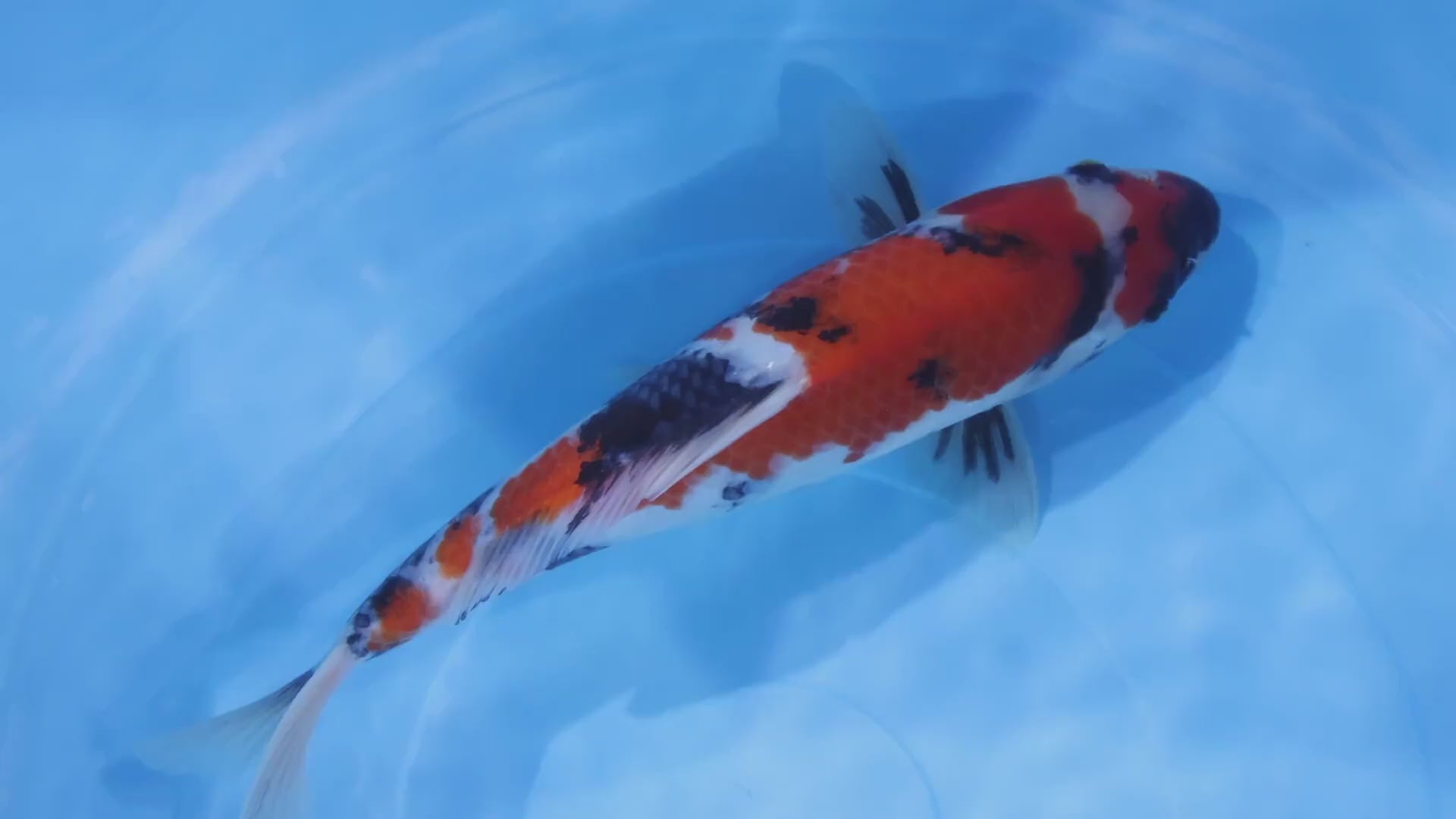 [#2264P25] Dainichi Tosai Showa [31cm]