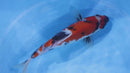 [#2264P25] Dainichi Tosai Showa [31cm]