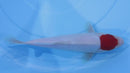 [#1241P25] Dainichi Tosai Tancho Kohaku [27cm]