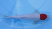 [#1241P25] Dainichi Tosai Tancho Kohaku [27cm]