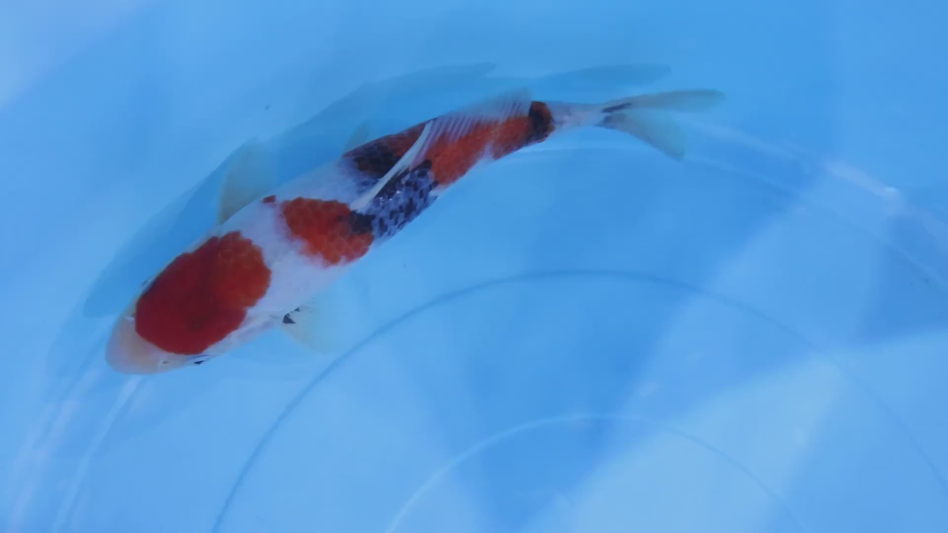 [#2006P25] Dainichi Tosai Showa [27cm]