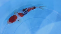 [#2006P25] Dainichi Tosai Showa [27cm]