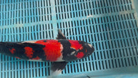 [#49P1] ISA Showa [47cm]