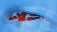 [#2288P25] Dainichi Tosai Showa [32cm]
