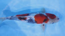[#1221P25] Dainichi Tosai Showa [34cm]