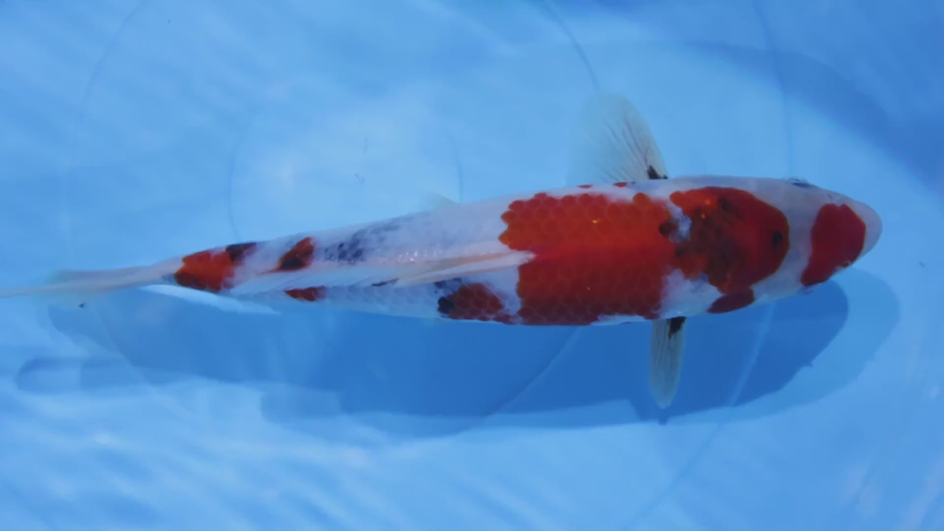 [#2191P25] Dainichi Tosai Showa [31cm]