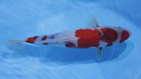 [#2191P25] Dainichi Tosai Showa [31cm]