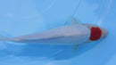 [#2228P25] Dainichi Tosai Tancho Kohaku [28cm]