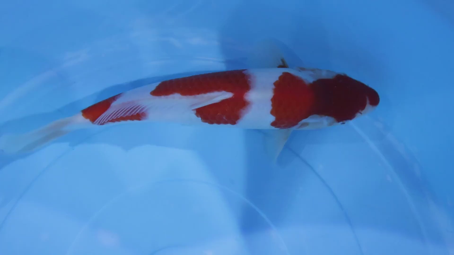 [#2173P25] Dainichi Tosai Kohaku [32cm]