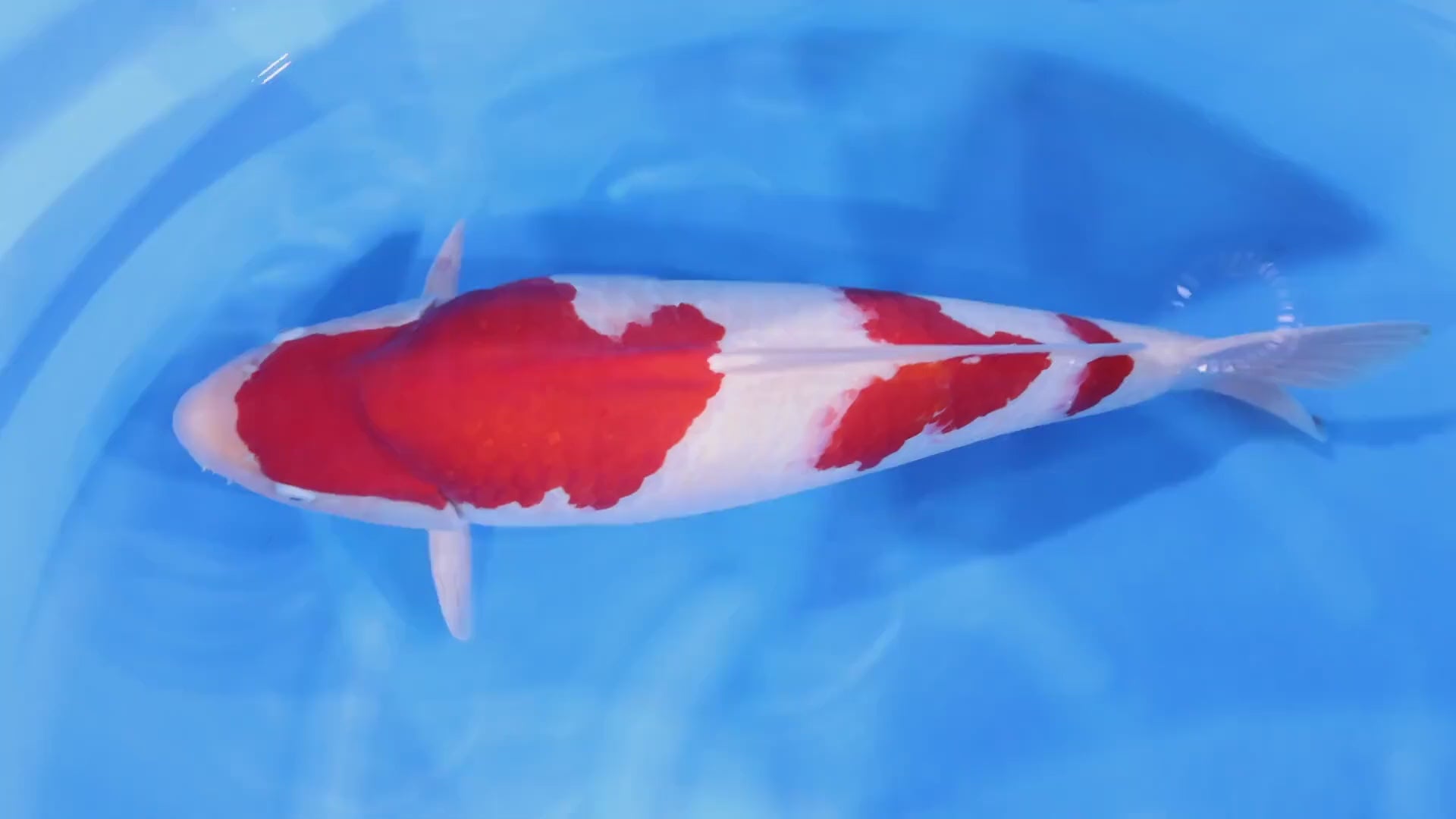 [#1402P25] Dainichi Nisai Kohaku [64cm]
