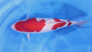 [#1402P25] Dainichi Nisai Kohaku [64cm]