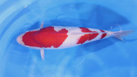 [#1402P25] Dainichi Nisai Kohaku [64cm]