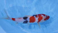 [#2283P25] Dainichi Tosai Showa [30cm]