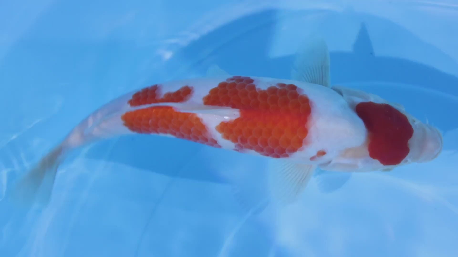 [#2205P25] Dainichi Tosai Kohaku [30cm]
