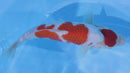 [#2205P25] Dainichi Tosai Kohaku [30cm]
