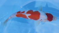 [#2205P25] Dainichi Tosai Kohaku [30cm]