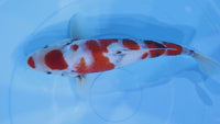 [#2253P25] Dainichi Tosai Showa [32cm]