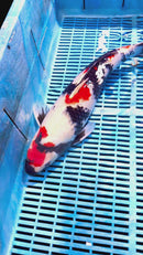 [#109P1] Showa [54cm]