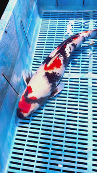 [#109P1] Showa [54cm]