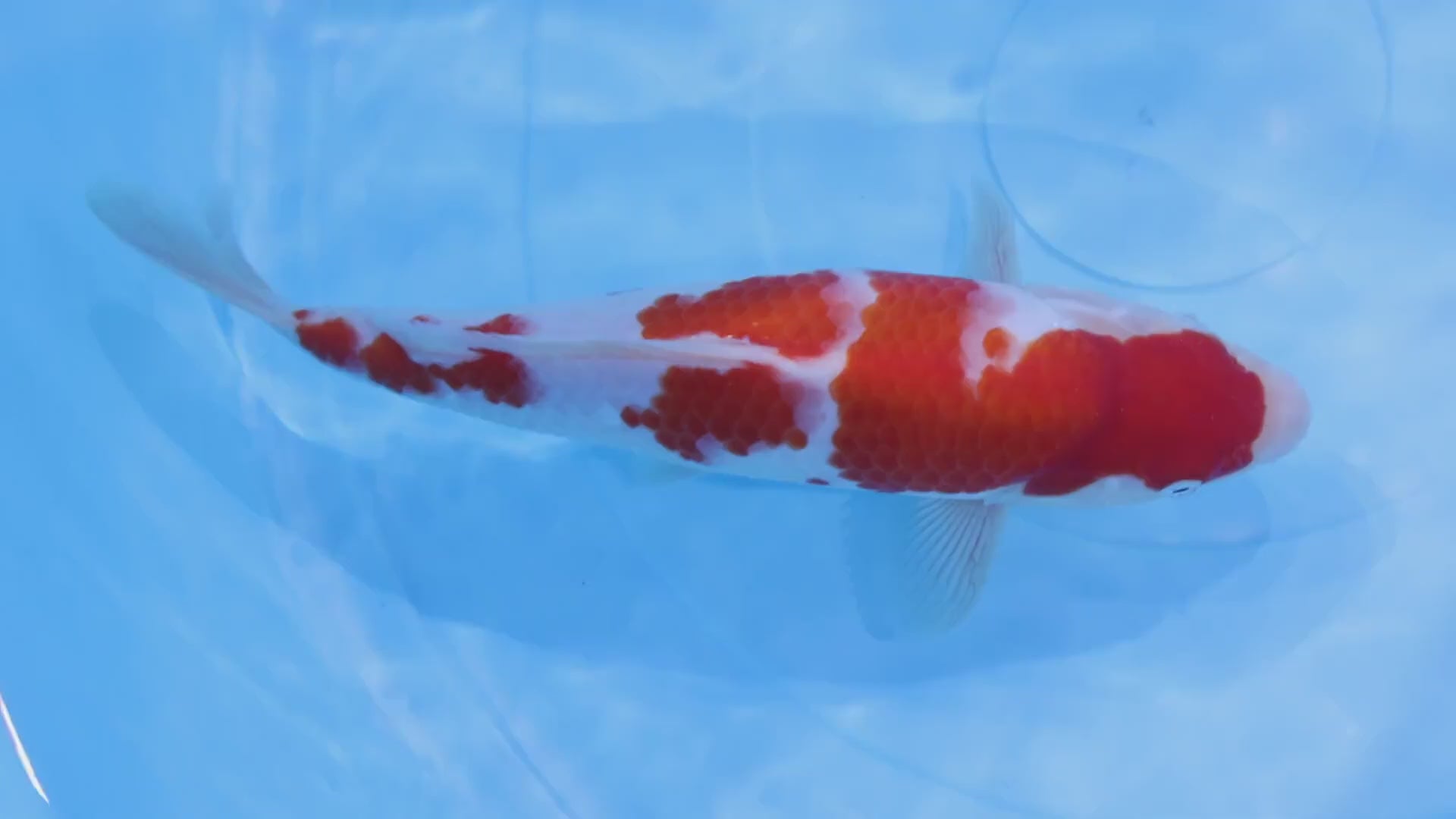[#1103P25] Dainichi Tosai Kohaku[29cm]