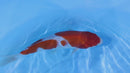 [#2211P25] Dainichi Tosai Kohaku [29cm]