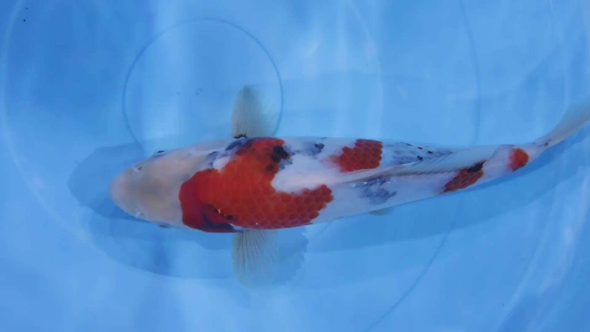 [#1005P25] Dainichi Tosai Showa [30cm]