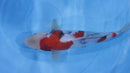 [#1005P25] Dainichi Tosai Showa [30cm]