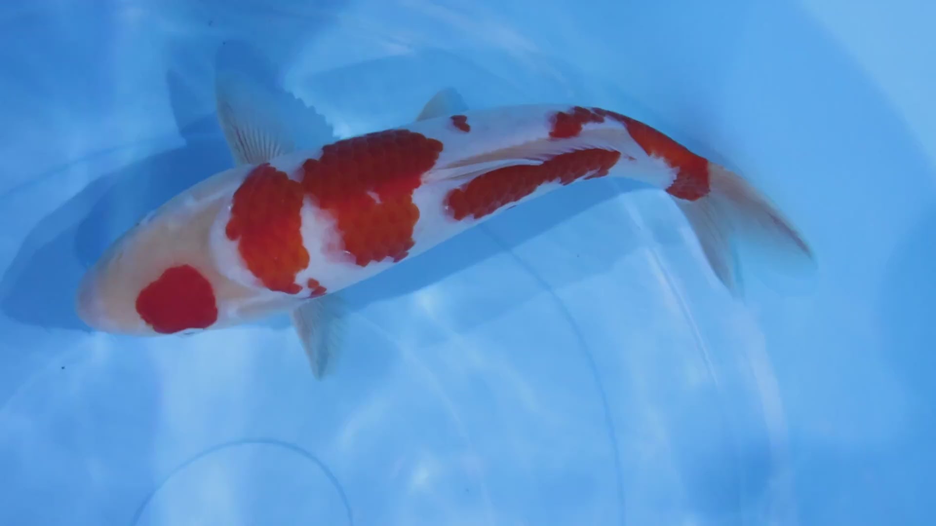 [#1234P25] Dainichi Tosai Kohaku[33cm]