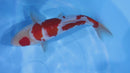 [#1234P25] Dainichi Tosai Kohaku[33cm]