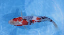 [#1326P25] Dainichi Tosai Showa [31cm]